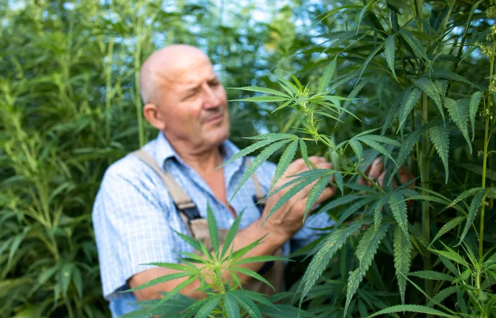cannabis in portugal
