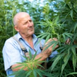 cannabis in portugal