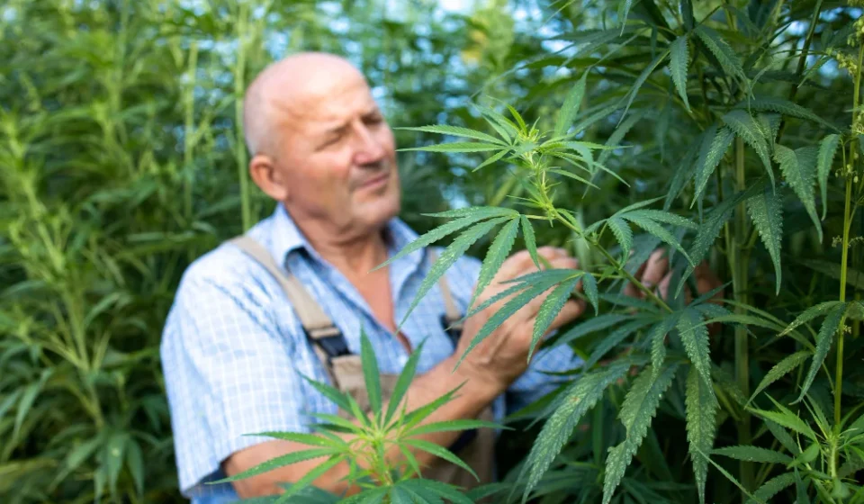 cannabis in portugal